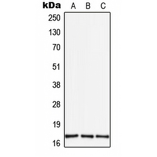 TGF alpha Rabbit Polyclonal Antibody
