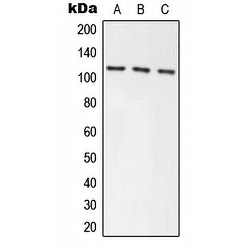 Axin-1 Rabbit Polyclonal Antibody