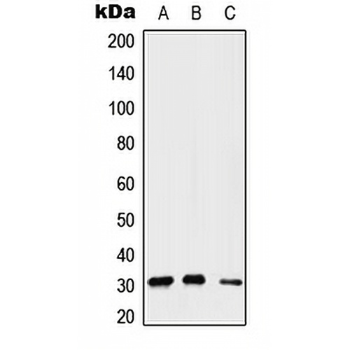 Gemin2 Rabbit Polyclonal Antibody