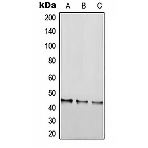 RGS20 Rabbit Polyclonal Antibody