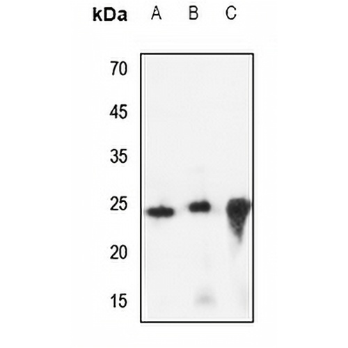 CREG1 Rabbit Polyclonal Antibody