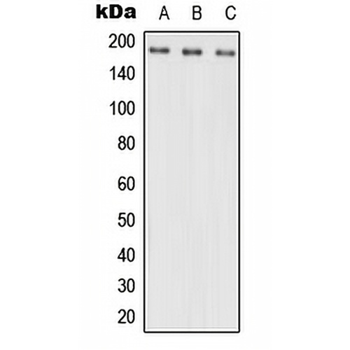 NRXN3 Rabbit Polyclonal Antibody