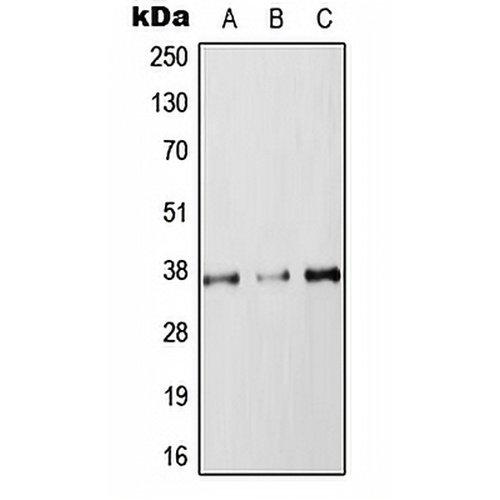 RAB36 Rabbit Polyclonal Antibody