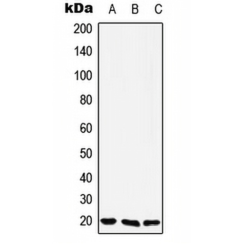 YAF2 Rabbit Polyclonal Antibody