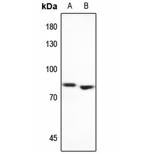 MEKK2 Rabbit Polyclonal Antibody