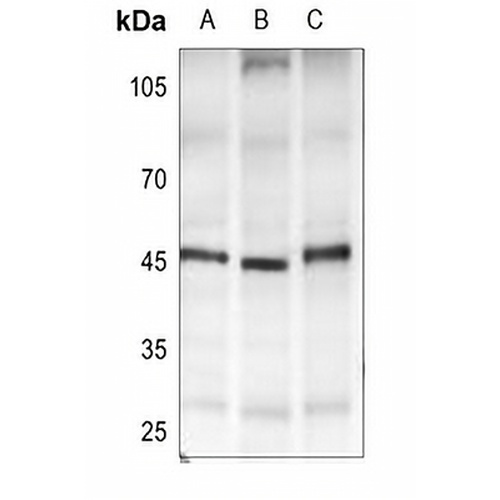 GPR182 Rabbit Polyclonal Antibody