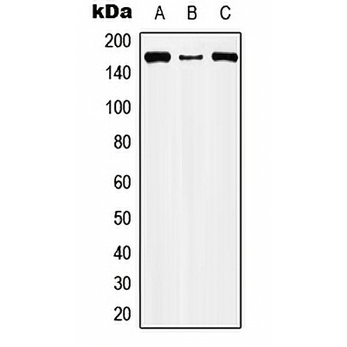 CIC Rabbit Polyclonal Antibody
