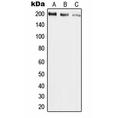 UBR2 Rabbit Polyclonal Antibody