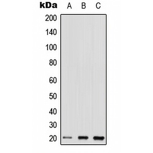 TC10 Rabbit Polyclonal Antibody