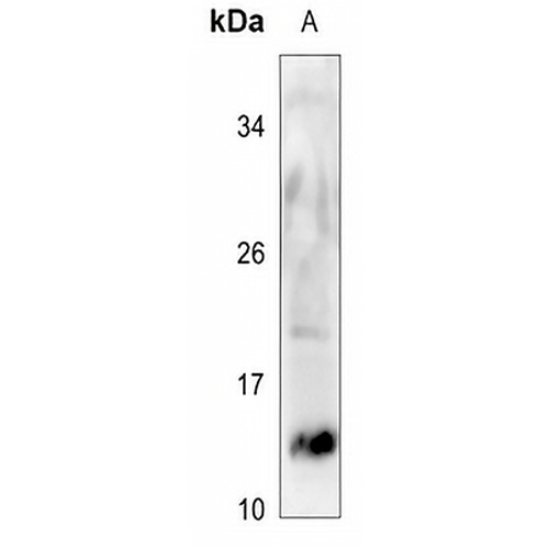 SERP1 Rabbit Polyclonal Antibody