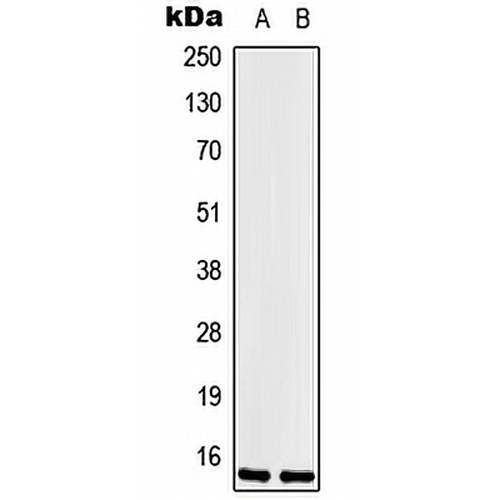 LSM1 Rabbit Polyclonal Antibody