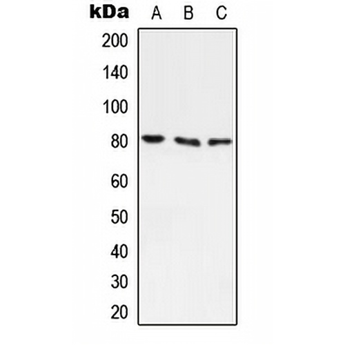 ABCF3 Rabbit Polyclonal Antibody