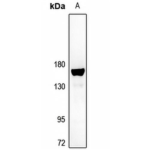 BIKE Rabbit Polyclonal Antibody
