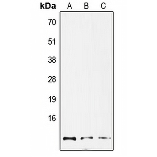 GNG12 Rabbit Polyclonal Antibody