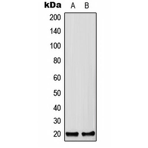 CFC1B Rabbit Polyclonal Antibody