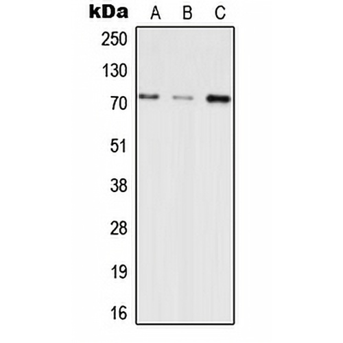 INPP5E Rabbit Polyclonal Antibody