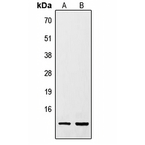 Resistin Rabbit Polyclonal Antibody