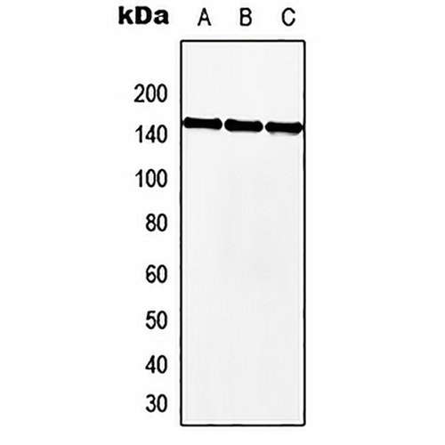 MKL2 Rabbit Polyclonal Antibody