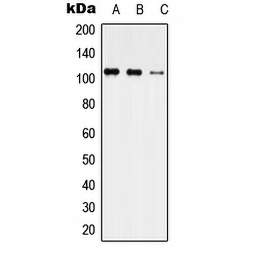 USP35 Rabbit Polyclonal Antibody