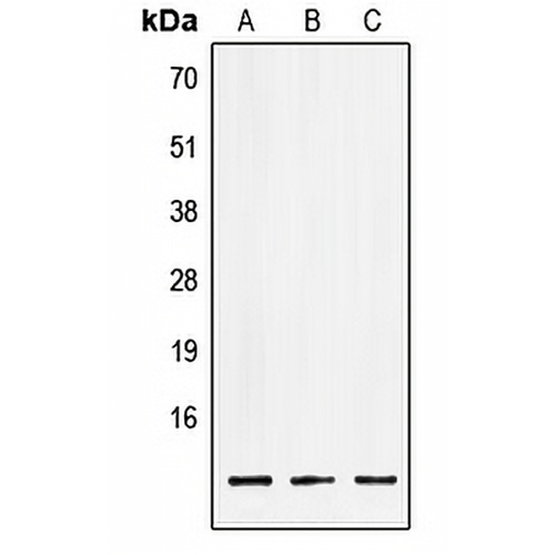 LSM2 Rabbit Polyclonal Antibody