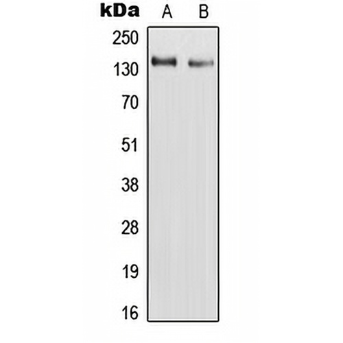 RAPH1 Rabbit Polyclonal Antibody