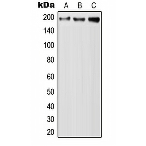 QSER1 Rabbit Polyclonal Antibody