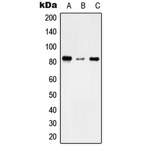 TMC7 Rabbit Polyclonal Antibody