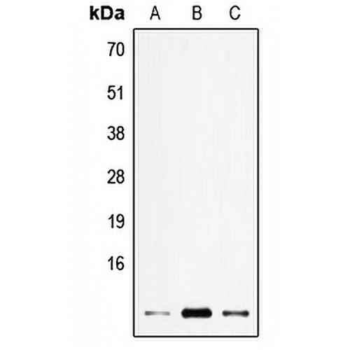 ELOF1 Rabbit Polyclonal Antibody