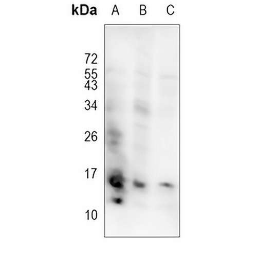 EG-VEGF Rabbit Polyclonal Antibody