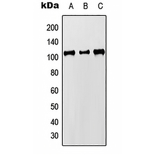 MCM8 Rabbit Polyclonal Antibody