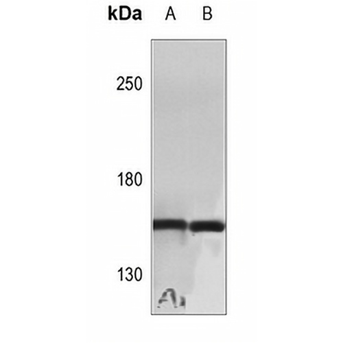 Cyclin B3 Rabbit Polyclonal Antibody
