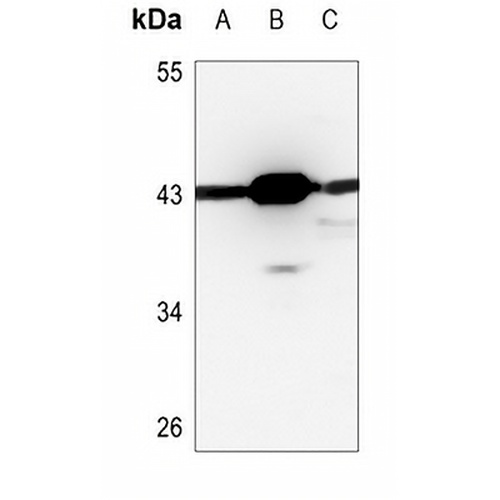 PSKH2 Rabbit Polyclonal Antibody