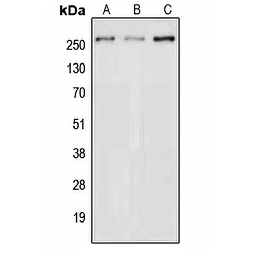 NAV3 Rabbit Polyclonal Antibody