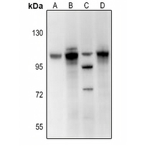 BET Rabbit Polyclonal Antibody