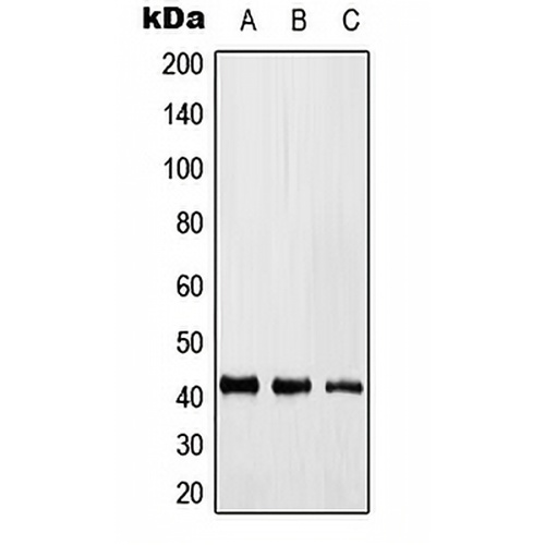 KLF17 Rabbit Polyclonal Antibody