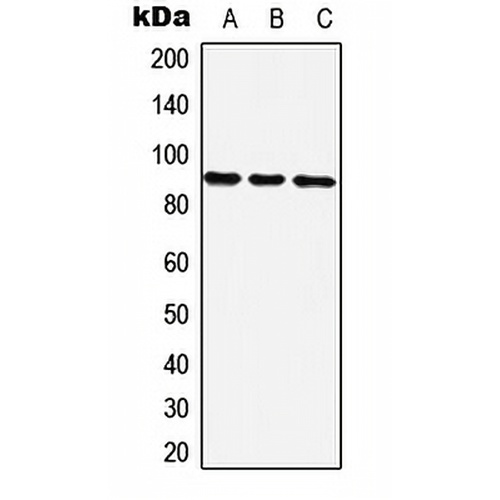 ZNF25 Rabbit Polyclonal Antibody