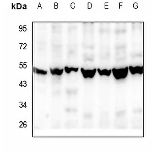 RGMB Rabbit Polyclonal Antibody