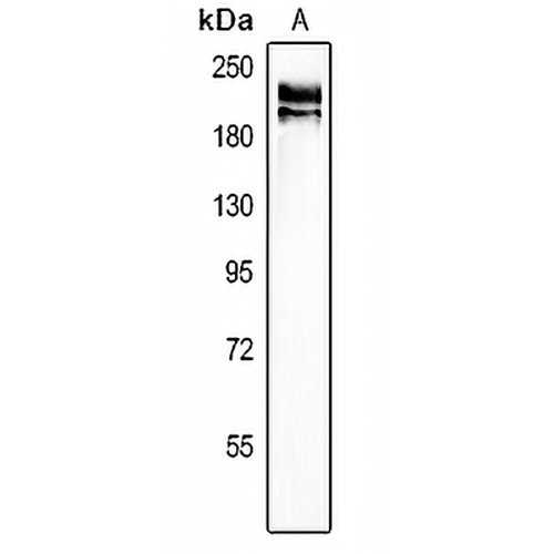Agrin Rabbit Polyclonal Antibody