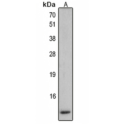 Defensin beta 2 Rabbit Polyclonal Antibody