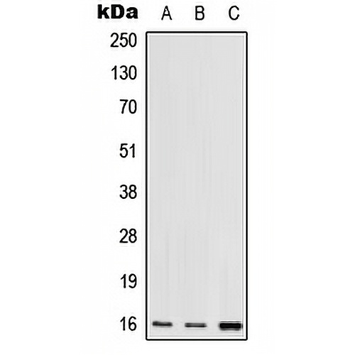 RPS17 Rabbit Polyclonal Antibody