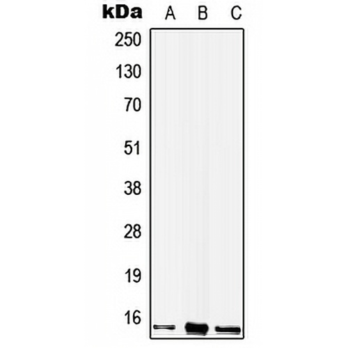 WIT1 Rabbit Polyclonal Antibody