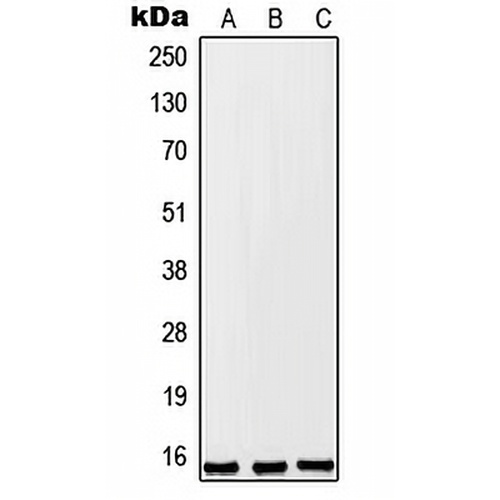 FKSG2 Rabbit Polyclonal Antibody