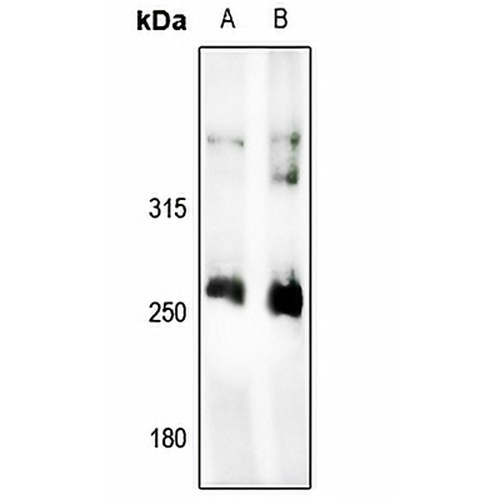 ACC alpha Rabbit Polyclonal Antibody