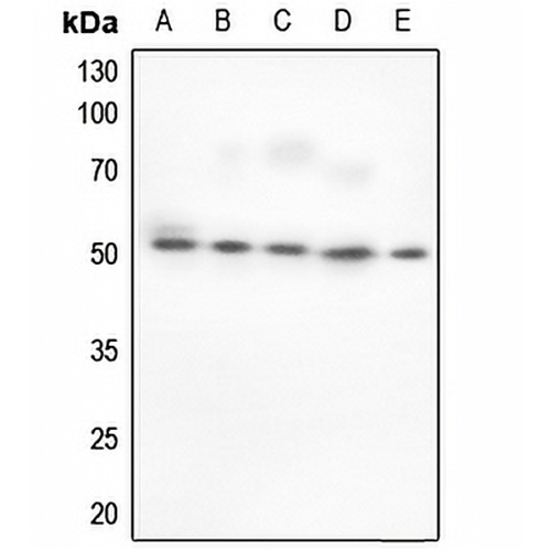 BAF53A Rabbit Polyclonal Antibody