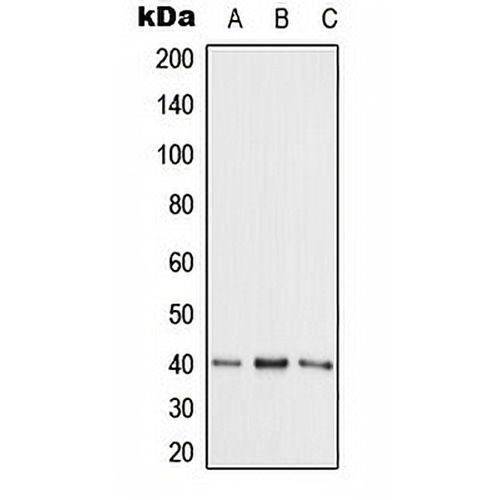 Adenosine Kinase Rabbit Polyclonal Antibody
