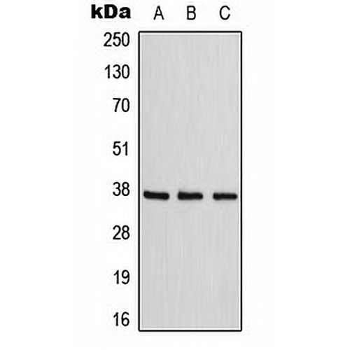 Adenosine A1 Receptor Rabbit Polyclonal Antibody