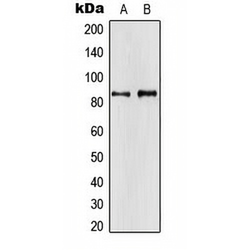 APBA2 Rabbit Polyclonal Antibody