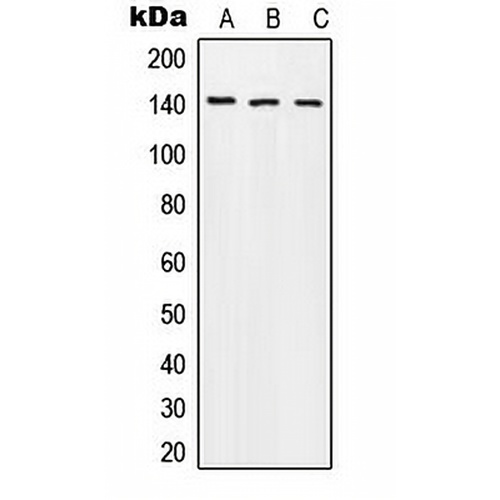 Beta Amyloid (Phospho-T743) Rabbit Polyclonal Antibody