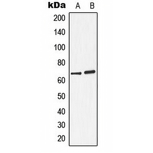 Arylsulfatase D Rabbit Polyclonal Antibody