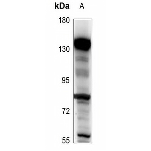 BARD1 Rabbit Polyclonal Antibody